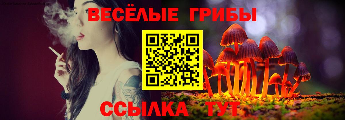 Галлюциногенные грибы Psilocybe Сальск